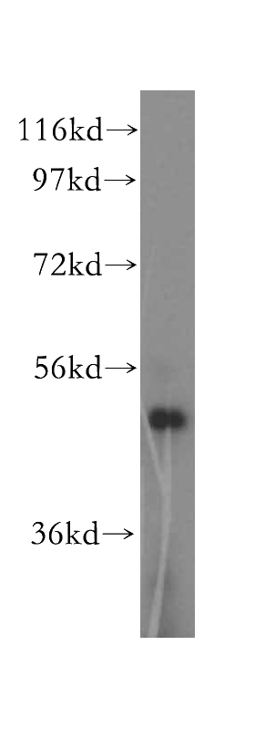NIH/3T3 cells were subjected to SDS PAGE followed by western blot with Catalog No:112135(KRT80 antibody) at dilution of 1:1500