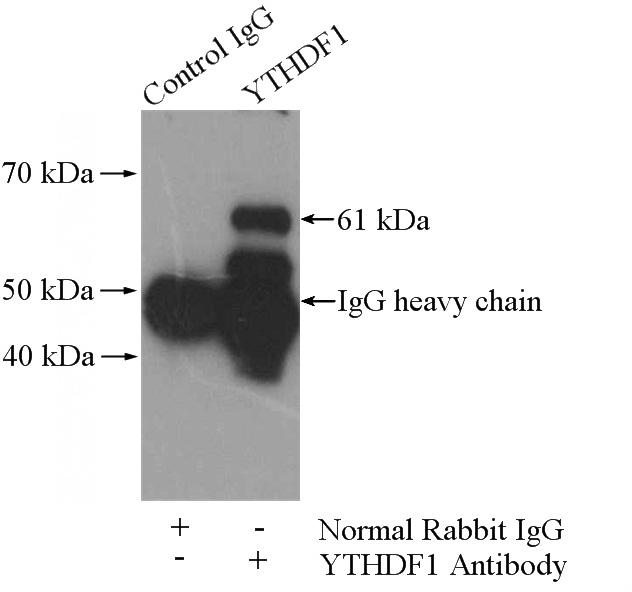 IP Result of anti-YTHDF1 (IP:Catalog No:116894, 4ug; Detection:Catalog No:116894 1:1000) with mouse brain tissue lysate 2640ug.