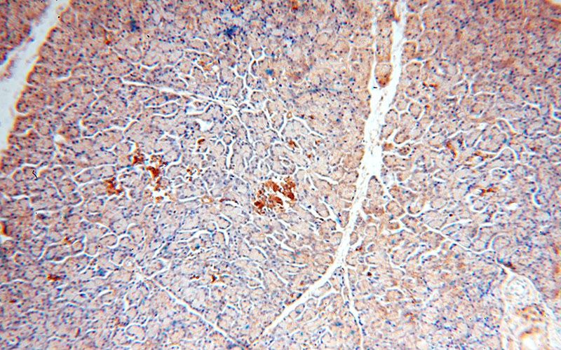 Immunohistochemical of paraffin-embedded human pancreas using Catalog No:109373(COL4A3BP antibody) at dilution of 1:50 (under 10x lens)