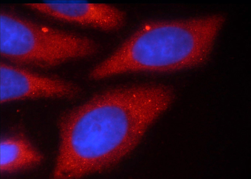 Immunofluorescent analysis of HepG2 cells using Catalog No:116193(TMEM59 Antibody) at dilution of 1:25 and Rhodamine-Goat anti-Rabbit IgG