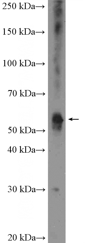 mouse brain tissue were subjected to SDS PAGE followed by western blot with Catalog No:111970(KCNJ3 Antibody) at dilution of 1:600