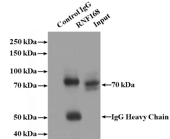 IP Result of anti-RNF168 (IP:Catalog No:114746, 4ug; Detection:Catalog No:114746 1:500) with HepG2 cells lysate 2400ug.