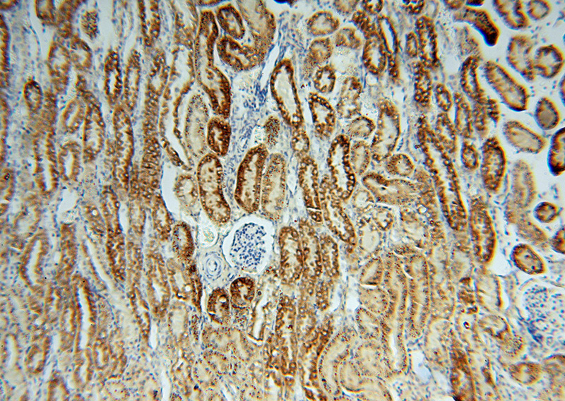 Immunohistochemical of paraffin-embedded human kidney using Catalog No:116041(THEM2 antibody) at dilution of 1:50 (under 10x lens)