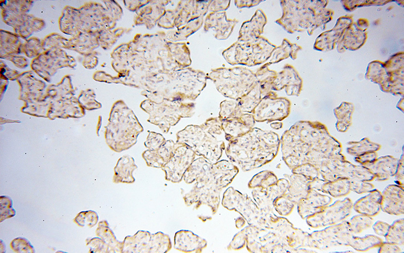 Immunohistochemical of paraffin-embedded human placenta using Catalog No:114316(PTPN14 antibody) at dilution of 1:50 (under 10x lens)