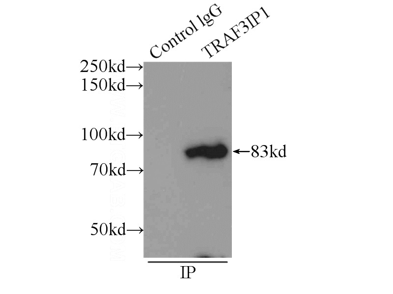 IP Result of anti-TRAF3IP1 (IP:Catalog No:116231, 3ug; Detection:Catalog No:116231 1:300) with HeLa cells lysate 2000ug.