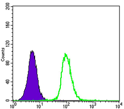 Flow cytometric analysis of K562 cells using GSTP1 mouse mAb (green) and negative control (purple).