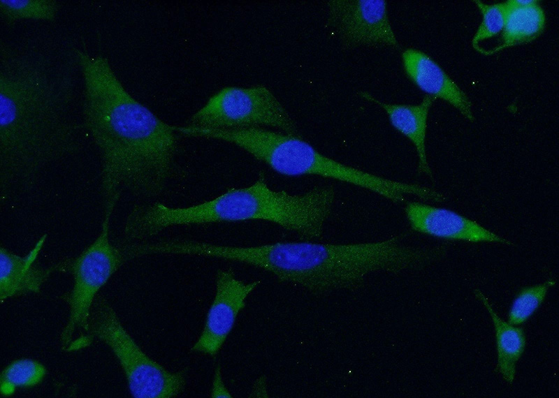 Immunofluorescent analysis of (-20oc Ethanol) fixed NIH/3T3 cells using Catalog No:114452(RAB4A Antibody) at dilution of 1:50 and Alexa Fluor 488-congugated AffiniPure Goat Anti-Rabbit IgG(H+L)