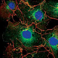 Confocal immunofluorescence analysis of COS cells using LPP mouse mAb (green). Red: Actin filaments have been labeled using DY-554 phalloidin. Blue: DRAQ5 fluorescent DNA dye.