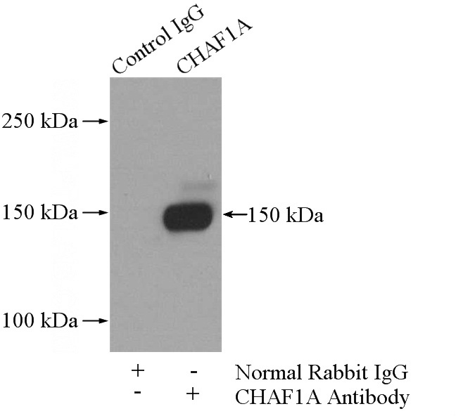 IP Result of anti-CHAF1A (IP:Catalog No:109207, 4ug; Detection:Catalog No:109207 1:1000) with Jurkat cells lysate 2400ug.