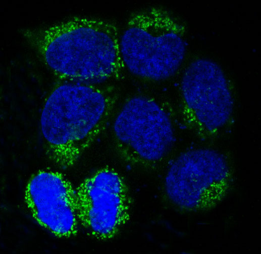 Immunofluorescent analysis of Hela cells treated with choroquine, using LC3B Antibody.