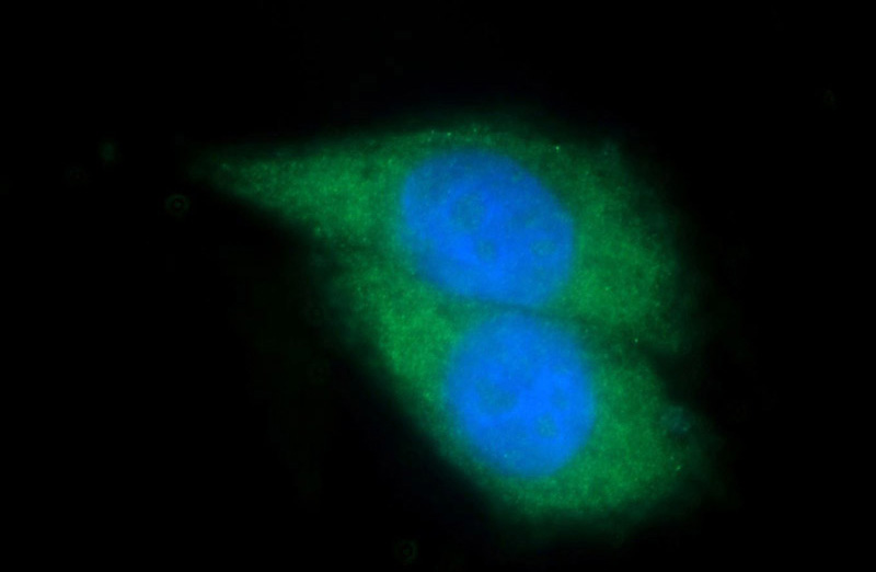 Immunofluorescent analysis of (-20oc Ethanol) fixed HeLa cells using Catalog No:115847(TAOK1 Antibody) at dilution of 1:50 and Alexa Fluor 488-congugated AffiniPure Goat Anti-Rabbit IgG(H+L)
