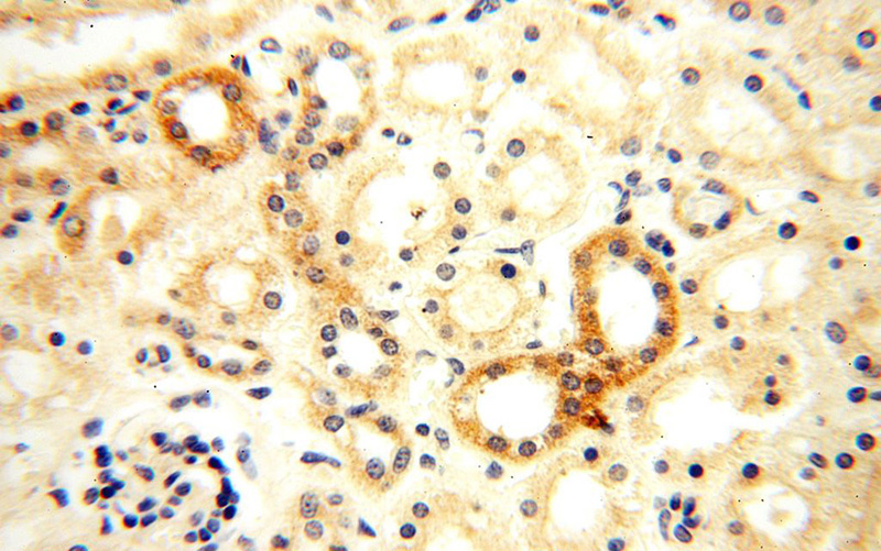 Immunohistochemical of paraffin-embedded human kidney using Catalog No:115107(SEMG1 antibody) at dilution of 1:100 (under 40x lens)