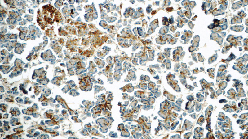 Immunohistochemistry of paraffin-embedded human pancreas tissue slide using Catalog No:109564(CRISP3 Antibody) at dilution of 1:50 (under 10x lens)