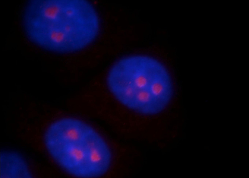 Immunofluorescent analysis of HepG2 cells, using ABHD14B antibody Catalog No:107812 at 1:25 dilution and Rhodamine-labeled goat anti-rabbit IgG (red). Blue pseudocolor = DAPI (fluorescent DNA dye).