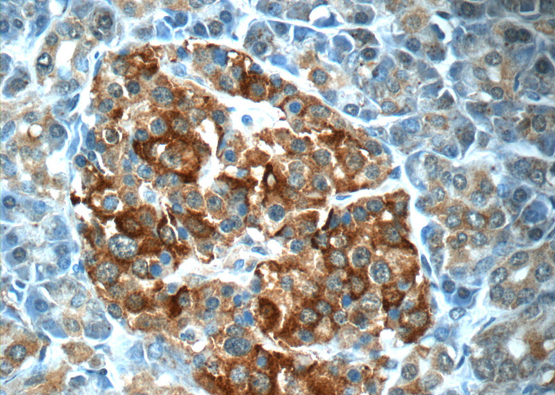 Immunohistochemistry of paraffin-embedded human pancreas tissue slide using Catalog No:114440(RAB3A-specific Antibody) at dilution of 1:50 (under 40x lens)