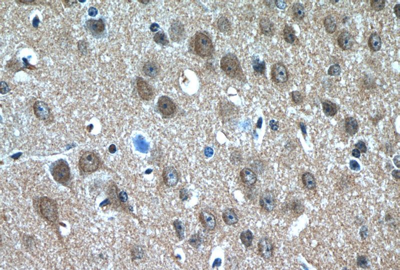 Immunohistochemistry of paraffin-embedded mouse brain tissue slide using Catalog No:113634(PDP2 Antibody) at dilution of 1:50 (under 40x lens)