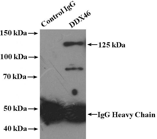 IP Result of anti-DDX46 (IP:Catalog No:109832, 4ug; Detection:Catalog No:109832 1:1000) with NIH/3T3 cells lysate 2000ug.