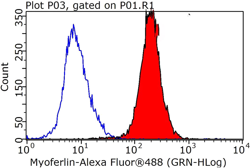 1X10^6 HeLa cells were stained with 0.2ug MYOF antibody (Catalog No:112991, red) and control antibody (blue). Fixed with 90% MeOH blocked with 3% BSA (30 min). Alexa Fluor 488-congugated AffiniPure Goat Anti-Rabbit IgG(H+L) with dilution 1:1000.