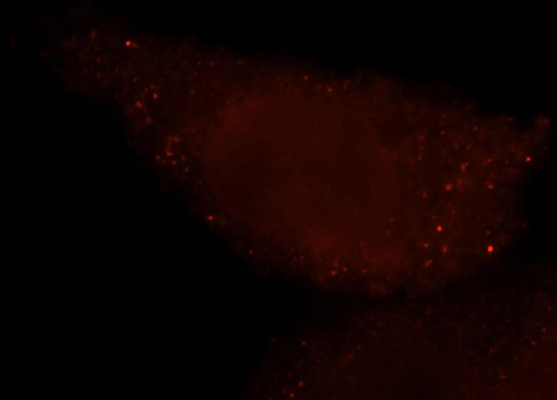 Immunofluorescent analysis of HepG2 cells, using NUSAP1 antibody Catalog No:113448 at 1:50 dilution and Rhodamine-labeled goat anti-rabbit IgG (red).