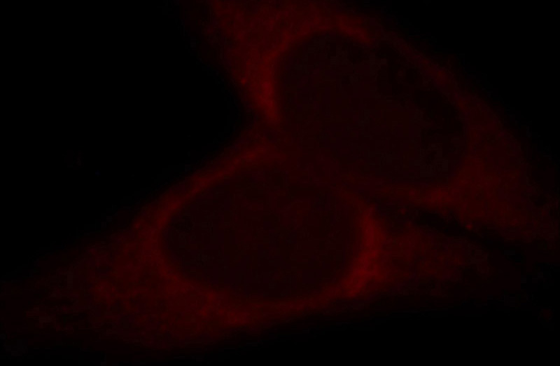 Immunofluorescent analysis of HepG2 cells, using HMP19 antibody Catalog No:111493 at 1:25 dilution and Rhodamine-labeled goat anti-rabbit IgG (red).