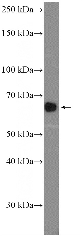 HepG2 cells were subjected to SDS PAGE followed by western blot with Catalog No:110419(EXTL3 Antibody) at dilution of 1:600