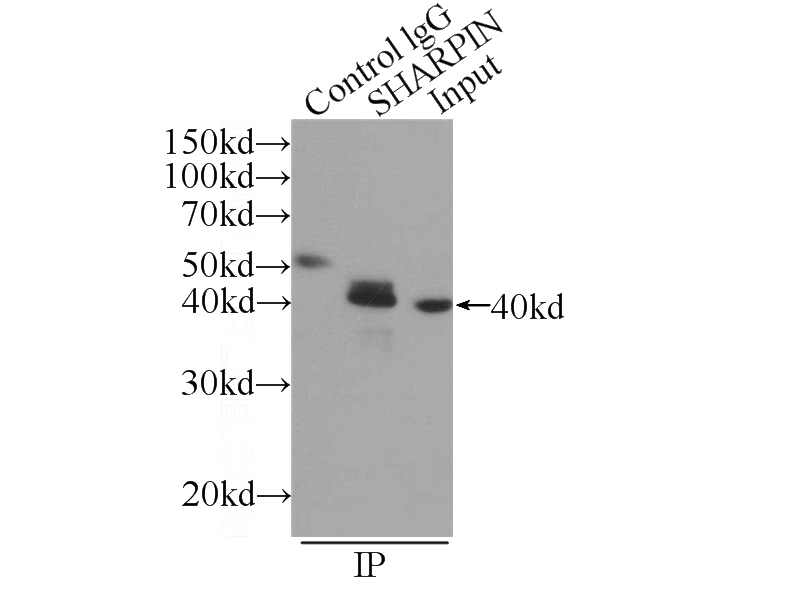 IP Result of anti-SHARPIN (IP:Catalog No:115264, 3ug; Detection:Catalog No:115264 1:1500) with Raji cells lysate 2520ug.