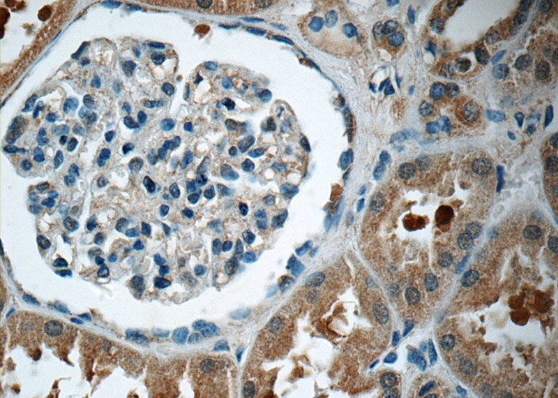 Immunohistochemistry of paraffin-embedded human kidney tissue slide using Catalog No:111000(GNE Antibody) at dilution of 1:50 (under 40x lens)