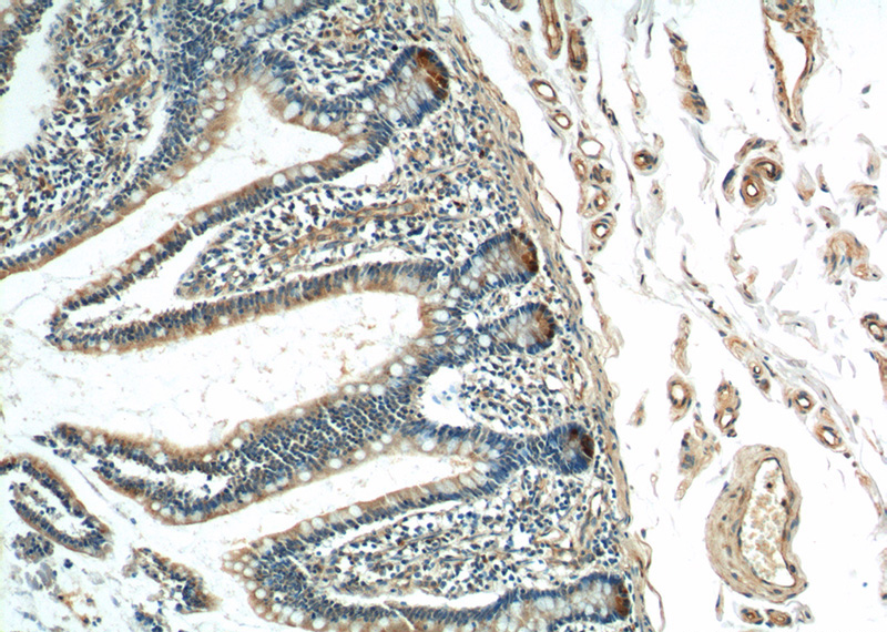 Immunohistochemistry of paraffin-embedded human small intestine tissue slide using Catalog No:112414(Lysozyme Antibody) at dilution of 1:200 (under 10x lens)