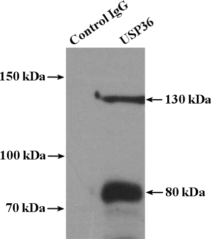 IP Result of anti-USP36 (IP:Catalog No:116610, 4ug; Detection:Catalog No:116610 1:200) with Jurkat cells lysate 1200ug.
