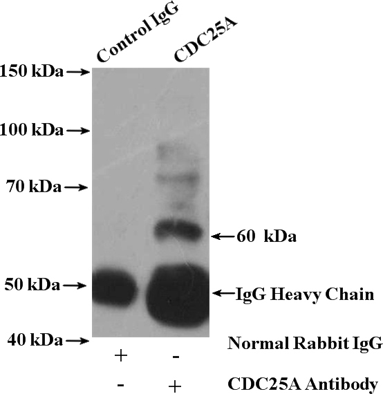 IP Result of anti-CDC25A (IP:Catalog No:109096, 4ug; Detection:Catalog No:109096 1:300) with HeLa cells lysate 4000ug.