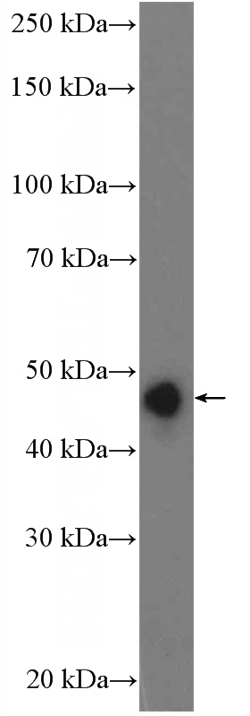 mouse brain tissue were subjected to SDS PAGE followed by western blot with Catalog No:114196(PRKAR1B Antibody) at dilution of 1:1000