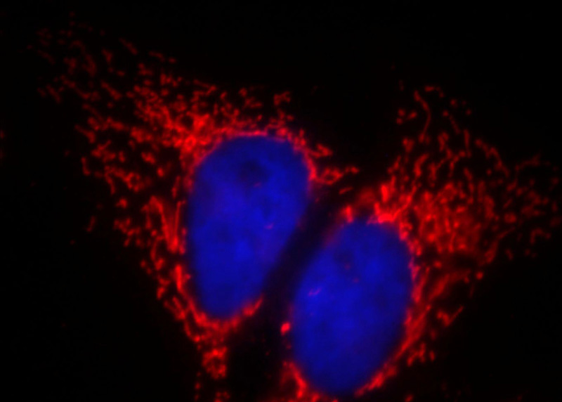 Immunofluorescent analysis of Hela cells, using ATP5A1 antibody Catalog No: at 1:50 dilution and Rhodamine-labeled goat anti-mouse IgG (red). Blue pseudocolor = DAPI (fluorescent DNA dye).