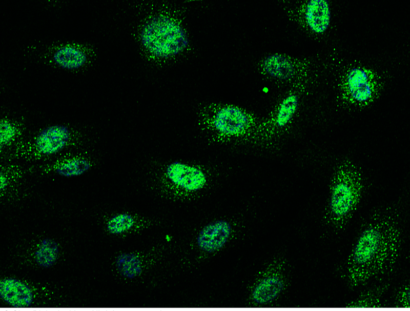 Mouse JunB Immunofluorescence(IF) 15433