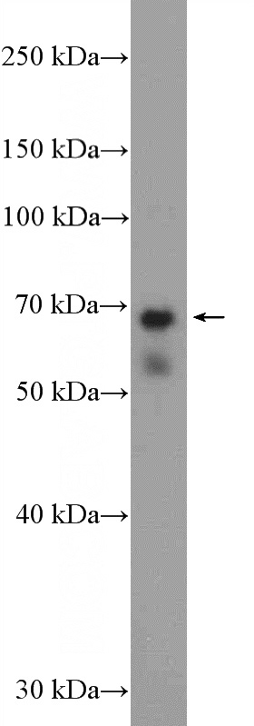 HeLa cells were subjected to SDS PAGE followed by western blot with Catalog No:113033(NCAPH2 Antibody) at dilution of 1:1500