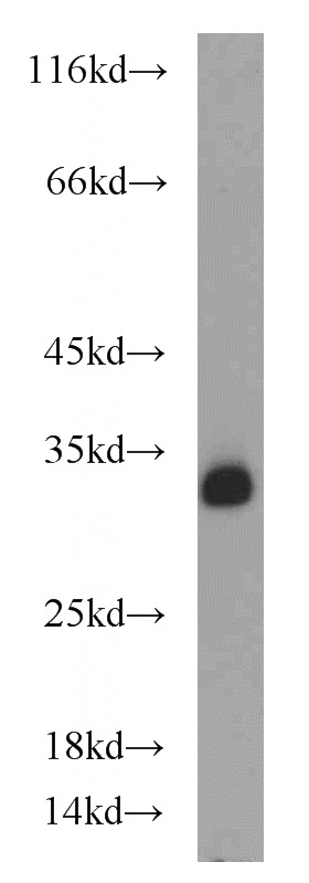 K-562 cells were subjected to SDS PAGE followed by western blot with Catalog No:109141(CD82 antibody) at dilution of 1:500