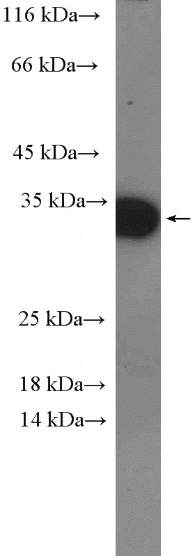 mouse peripheral blood leukocyte tissue were subjected to SDS PAGE followed by western blot with Catalog No:116366(TSPAN9 Antibody) at dilution of 1:300