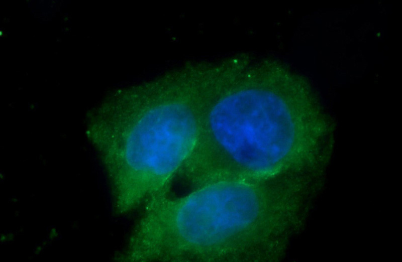 Immunofluorescent analysis of MCF-7 cells using Catalog No:113477(PACS2-Specific Antibody) at dilution of 1:25 and Alexa Fluor 488-congugated AffiniPure Goat Anti-Rabbit IgG(H+L)