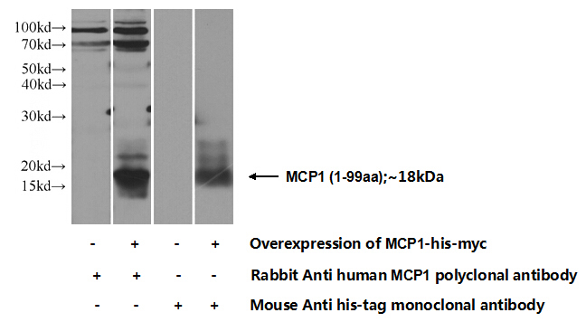 Transfected HEK-293 cells were subjected to SDS PAGE followed by western blot with Catalog No:112560(MCP1 Antibody) at dilution of 1:300