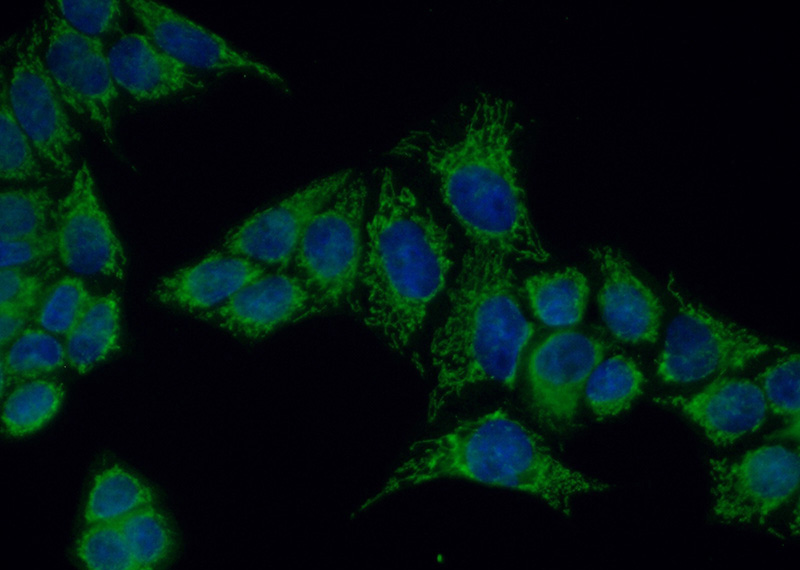 Immunofluorescent analysis of (10% Formaldehyde) fixed HeLa cells using Catalog No:114264(PTEN Antibody) at dilution of 1:50 and Alexa Fluor 488-congugated AffiniPure Goat Anti-Rabbit IgG(H+L)