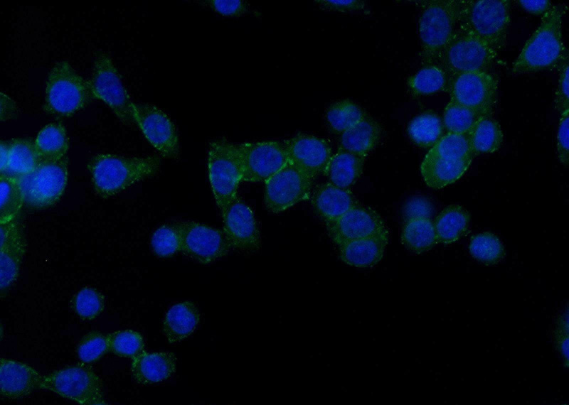 Immunofluorescent analysis of BxPC-3 cells using Catalog No:109131(CD59 Antibody) at dilution of 1:25 and Alexa Fluor 488-congugated AffiniPure Goat Anti-Rabbit IgG(H+L)