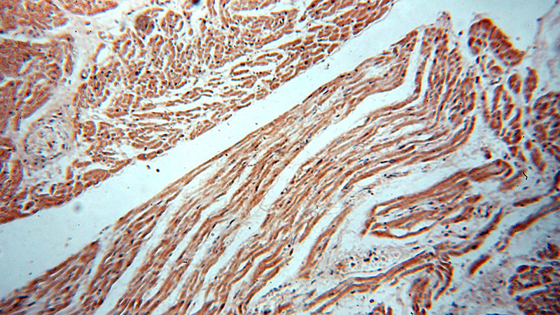 Immunohistochemical of paraffin-embedded human heart using Catalog No:109568(XPO1 antibody) at dilution of 1:50 (under 10x lens)