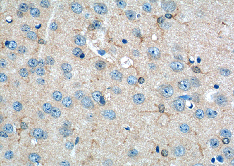 Immunohistochemistry of paraffin-embedded mouse brain tissue slide using Catalog No:111130(GPR50 Antibody) at dilution of 1:50 (under 40x lens)