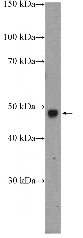 mouse eye tissue were subjected to SDS PAGE followed by western blot with Catalog No:114705(RIMKLB Antibody) at dilution of 1:300