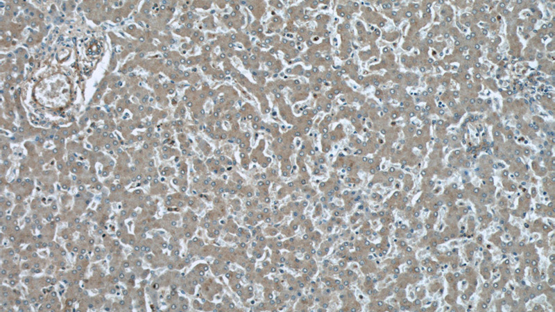 Immunohistochemical of paraffin-embedded human liver using Catalog No:115231(SIKE1 antibody) at dilution of 1:50 (under 10x lens)