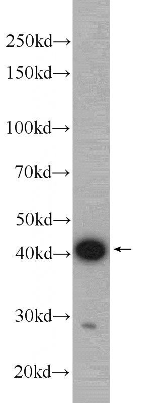 mouse lung tissues were subjected to SDS PAGE followed by western blot with Catalog No:108959(CCDC104 Antibody) at dilution of 1:1000