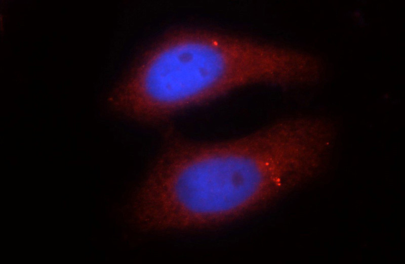 Immunofluorescent analysis of HepG2 cells using Catalog No:110185(EIF2C1-Specific Antibody) at dilution of 1:25 and Rhodamine-Goat anti-Rabbit IgG