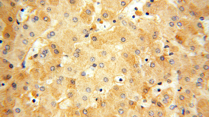 Immunohistochemical of paraffin-embedded human liver using Catalog No:108356(ATP5I antibody) at dilution of 1:50 (under 40x lens)