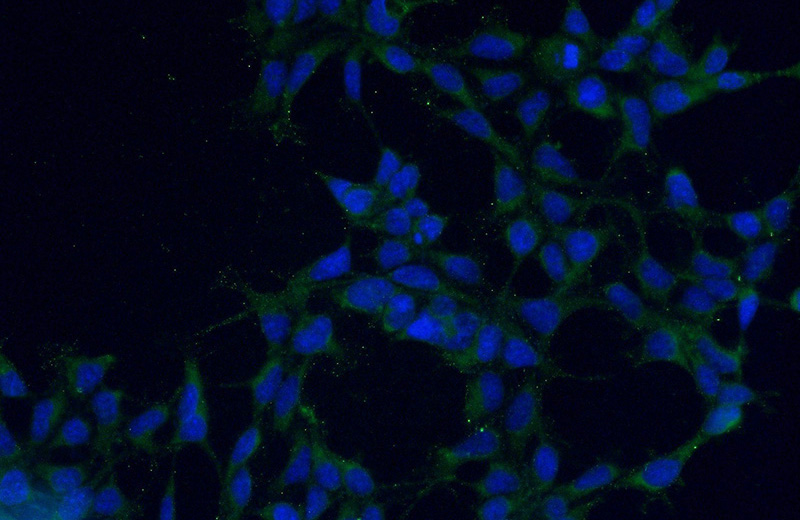 Immunofluorescent analysis of (-20oc Ethanol) fixed HEK-293 cells using Catalog No:107884(ALS2 Antibody) at dilution of 1:50 and Alexa Fluor 488-congugated AffiniPure Goat Anti-Rabbit IgG(H+L)