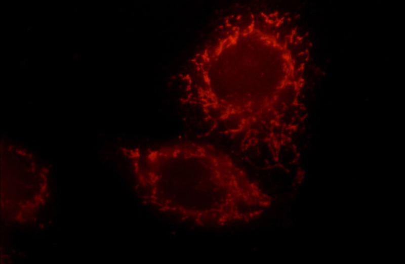 Immunofluorescent analysis of HepG2 cells, using GRB10 antibody Catalog No:111197 at 1:50 dilution and Rhodamine-labeled goat anti-rabbit IgG (red).