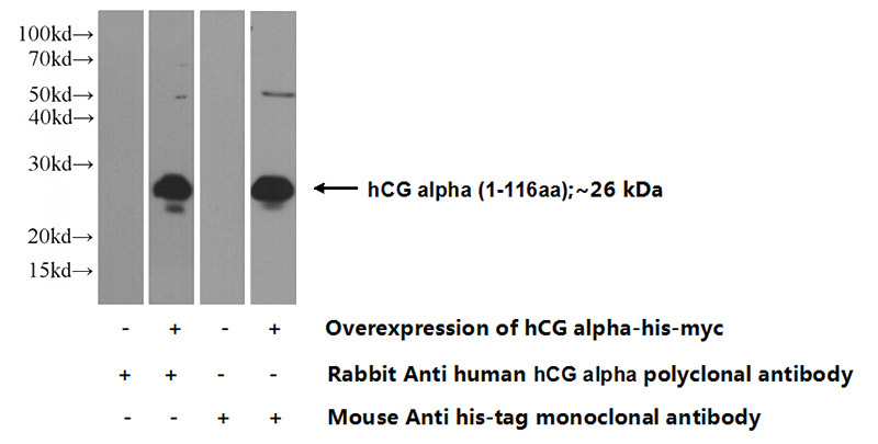 Transfected HEK-293 cells were subjected to SDS PAGE followed by western blot with Catalog No:111281(CGA Antibody) at dilution of 1:1000